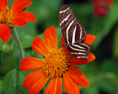 Florida butterflies such as Monarch and Queen and Zebra butterflies.