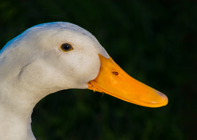 goose, gander, bird, profile of a white bird, orange, orange beak, horizontal, black background