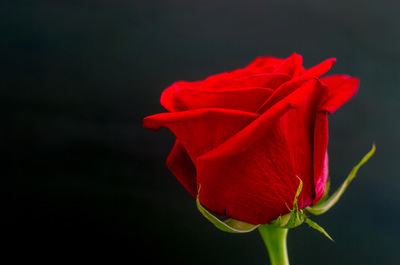single rose, flower, flower photography, red rose, black background, horizontal, 
