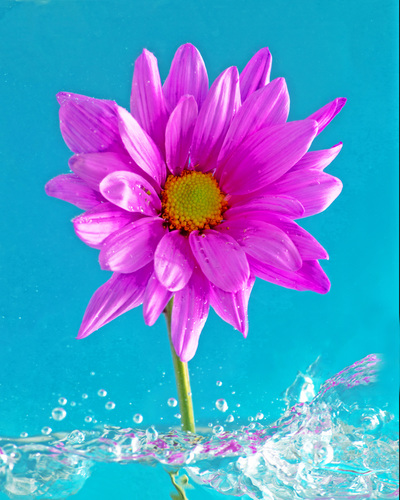flowers, splash, pink flower, single flower, water, blue, bright flower, flower photography, Diane Bell, Diane Bell Photography, bright, sunny, cheerful